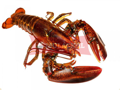 Lobster 1kg