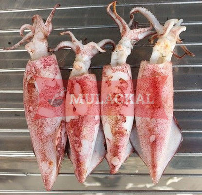 Squid whole 10/20 1kg