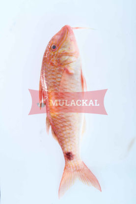 Mulackal Red Mullet 100/200 1kg