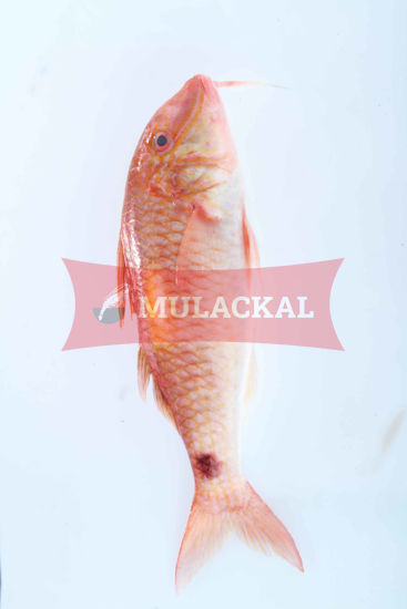 Mulackal Red Mullet 100/200 1kg