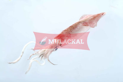 Patagonian Squid whole 10/20 1kg