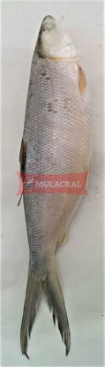 MULACKAL Milkfish 300/500 10kg
