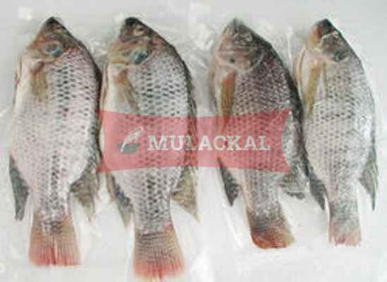 Tilapia 300/500  4kg