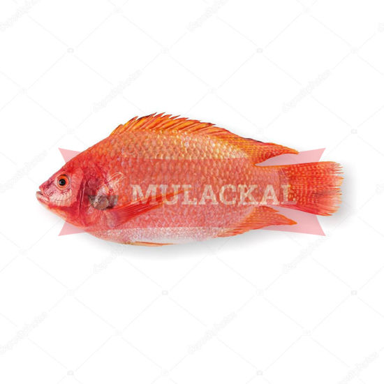 Red Tilapia 500/800 4kg