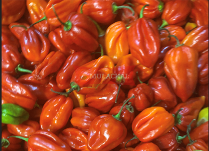 Hot Pepper Uganda 4kg