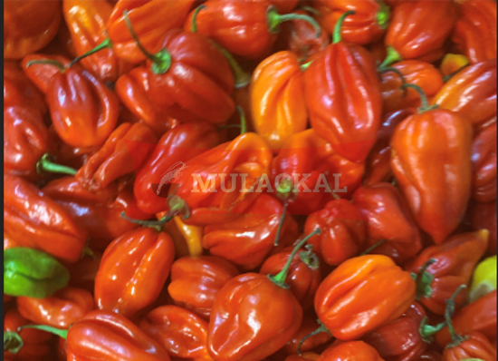 Hot Pepper Uganda 4kg