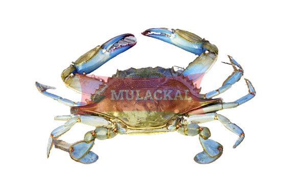 MULACKAL Blue Swimm Crab Cut 12x1kg