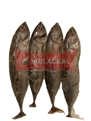 DAYSEADAY Bullet Tuna 10x1kg