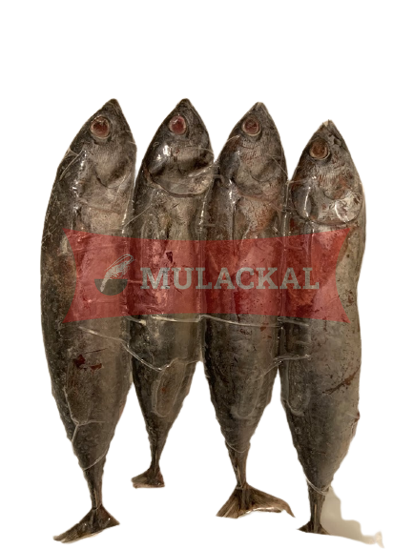 DAYSEADAY Bullet Tuna 10x1kg